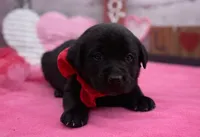 Winter, a female Labrador Retriever for sale in Rogers, OH – Photo 1 of 2