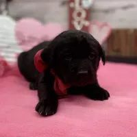 Winter, a female Labrador Retriever for sale in Rogers, OH – Photo 3 of 3