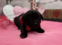 Winter, a female Labrador Retriever for sale in Rogers, OH – Photo 2 of 2