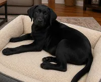 Winter, a female Labrador Retriever for sale in Rogers, OH – 1 of 5