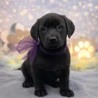 Winter, a female Labrador Retriever for sale in Rogers, OH – Photo 1 of 3