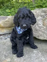 Dwayne, a male Goldendoodle for sale in Rogers, OH – 3 of 4