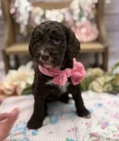 Kira, a female Springer Doodle for sale in Rogers, OH – 3 of 6