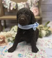 Kody, a male Springer Doodle for sale in Rogers, OH – 3 of 8