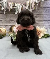 Fresco, a male Portuguese Water Dog for sale in Rogers, OH – 3 of 5