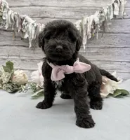 Faith, a female Portuguese Water Dog for sale in Rogers, OH – 3 of 5