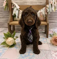 Keaton, a male Springer Doodle for sale in Rogers, OH – 1 of 9