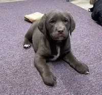 processed/3f414b0a-73a6-4460-b4b8-fd0617085ae9/listing/56513ab2-8156-4597-b866-b82bfb878023/49d8d47a-2dbf-466f-ad02-b0f5030a7d2d