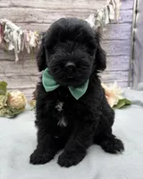 Flint, a male Portuguese Water Dog for sale in Rogers, OH – 4 of 5