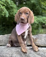 Elena, a female English Springer Spaniel and Labrador Retriever for sale in Rogers, OH – 5 of 5