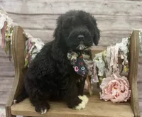 Findlay, a male Portuguese Water Dog for sale in Rogers, OH – 4 of 5
