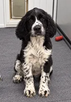 Amelia, a female English Springer Spaniel for sale in Rogers, OH – 1 of 7