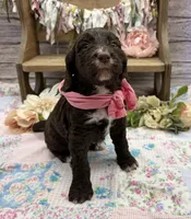Kira, a female Springer Doodle for sale in Rogers, OH – 4 of 6