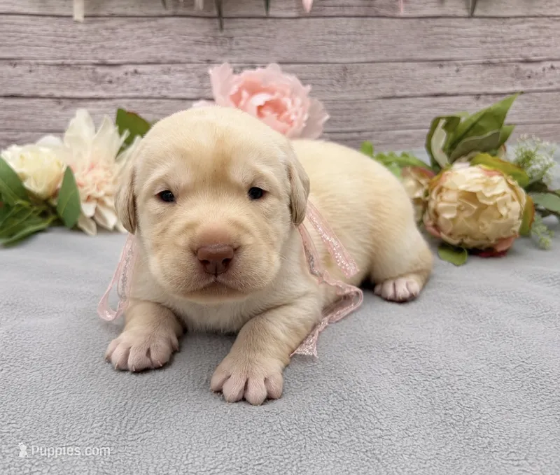 Gale – Labrador Retriever puppy for sale in Rogers, OH