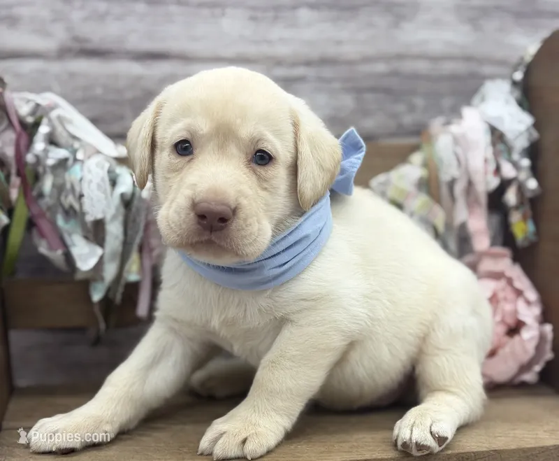 Flash – Labrador Retriever puppy for sale in Rogers, OH