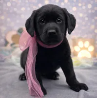 Whimsey, a female Labrador Retriever for sale in Rogers, OH – Photo 1 of 4