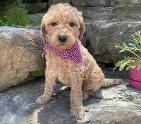 Lucy, a female Goldendoodle for sale in Rogers, OH – 1 of 6