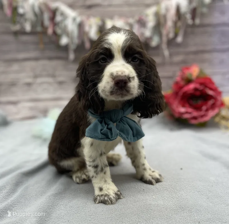 Diesel – English Springer Spaniel puppy for sale in Rogers, OH