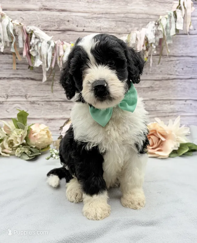 Felix – Portuguese Water Dog puppy for sale in Rogers, OH