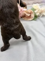 Java, a female Springer Doodle for sale in Rogers, OH – 4 of 4