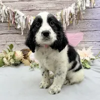 Avery, a female English Springer Spaniel for sale in Rogers, OH – 3 of 7