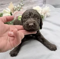 Chai, a male Springer Doodle for sale in Rogers, OH – 2 of 3