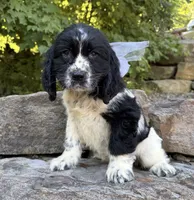 Amelia, a female English Springer Spaniel for sale in Rogers, OH – 5 of 6