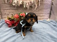 Rudy, a male Cavalier King Charles Spaniel for sale in Rogers, OH – 2 of 2