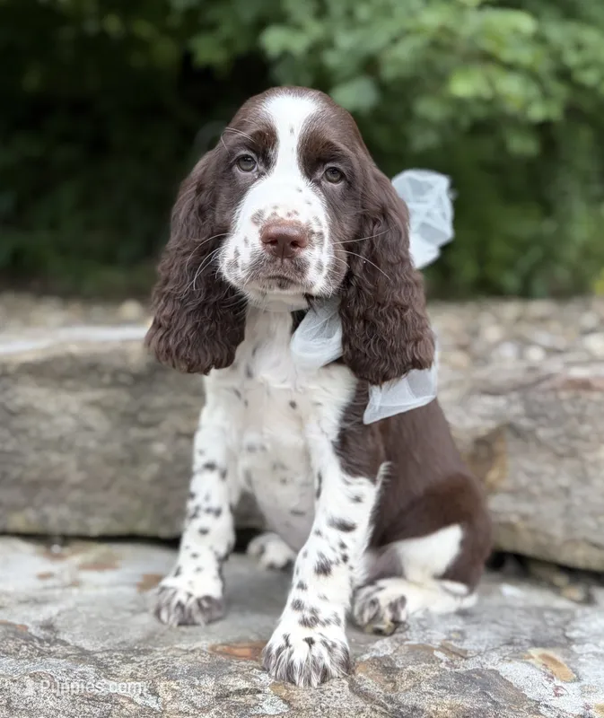 Diesel – English Springer Spaniel puppy for sale in Rogers, OH