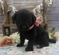 Misty, a female Labrador Retriever for sale in Rogers, OH – 5 of 7
