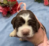 Dakota, a female English Springer Spaniel for sale in Rogers, OH – 3 of 6