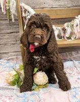 Kai, a female Springer Doodle for sale in Rogers, OH – 2 of 9