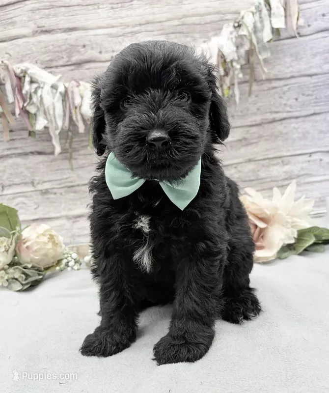Flint – Portuguese Water Dog puppy for sale in Rogers, OH