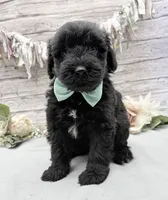 Flint, a male Portuguese Water Dog for sale in Rogers, OH – 1 of 5