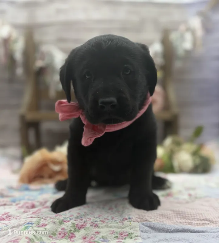 Misty – Labrador Retriever puppy for sale in Rogers, OH