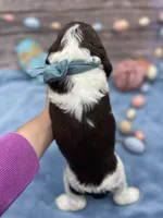 Jax, a male English Springer Spaniel for sale in Rogers, OH – Photo 3 of 3