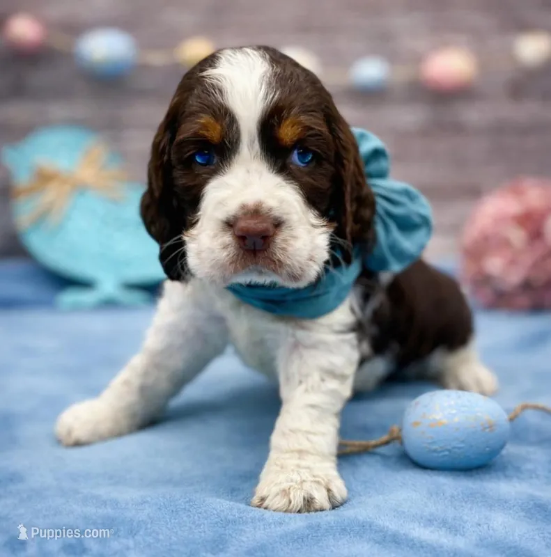 Jax – English Springer Spaniel puppy for sale in Rogers, OH