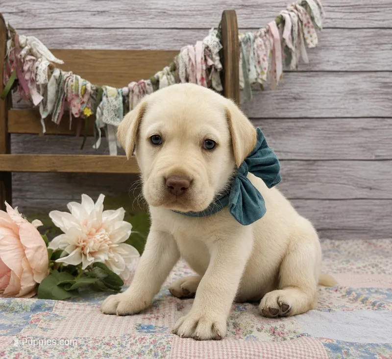 Blizzard – Labrador Retriever puppy for sale in Rogers, OH