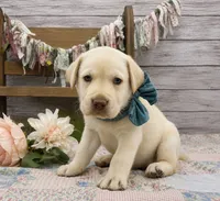 Blizzard, a male Labrador Retriever for sale in Rogers, OH – 6 of 7