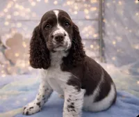 Delilah, a female English Springer Spaniel for sale in Rogers, OH – Photo 2 of 2