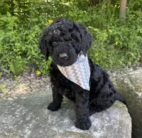 Colt, a male Goldendoodle for sale in Rogers, OH – 3 of 4