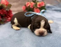 Dozer, a male English Springer Spaniel for sale in Rogers, OH – 3 of 4