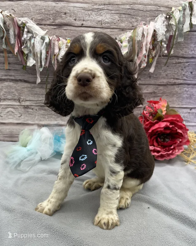 Dozer – English Springer Spaniel puppy for sale in Rogers, OH