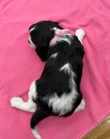 processed/3f414b0a-73a6-4460-b4b8-fd0617085ae9/listing/7190d95a-73f2-4924-9287-fcf97da853c7/81ba13de-a74c-4673-a111-48e36b2711c8