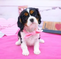 processed/3f414b0a-73a6-4460-b4b8-fd0617085ae9/listing/7190d95a-73f2-4924-9287-fcf97da853c7/e984e505-3cda-4a13-9b31-a5e7a8365cf8