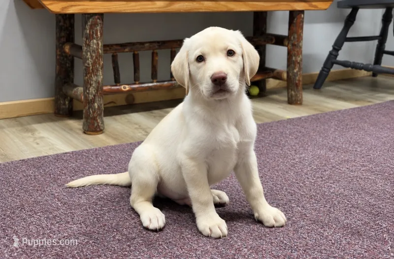 Blizzard – Labrador Retriever puppy for sale in Rogers, OH