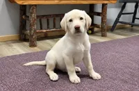 Blizzard, a male Labrador Retriever for sale in Rogers, OH – 1 of 7