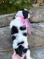 Avery, a female English Springer Spaniel for sale in Rogers, OH – 7 of 7