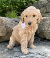 Sandy, a female Goldendoodle for sale in Rogers, OH – 3 of 5