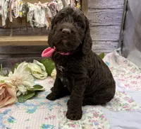 Kai, a female Springer Doodle for sale in Rogers, OH – 5 of 10